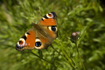 Piękny motyl rusałka pawik na kwiatku