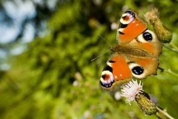 Piękny motyl rusałka pawik na kwiatku © sitriel