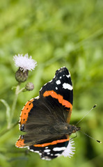 Piękny motyl rusałka admirał na kwiatku © sitriel