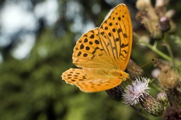 Piękny motyl perłowiec malinowiec na kwiatku © sitriel