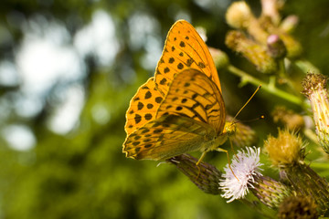 Piękny motyl perłowiec malinowiec na kwiatku