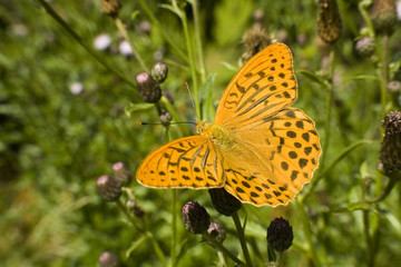 Piękny motyl perłowiec malinowiec na kwiatku © sitriel