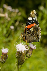 Piękny motyl rusałka admirał na kwiatku © sitriel