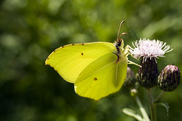 Piękny motyl listkowiec cytrynek na kwiatku