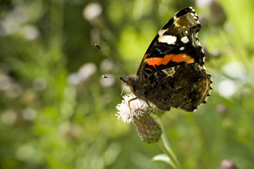 Piękny motyl rusałka admirał na kwiatku © sitriel