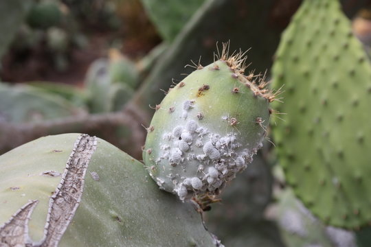 cochenillen auf feigenkaktus