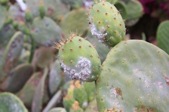 cochenillen auf feigenkaktus