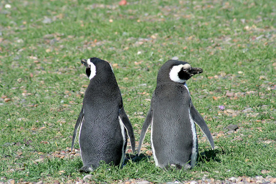 pinguinos