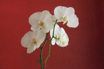 White orchid