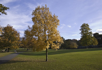 Yellow tree in  Golder Green park