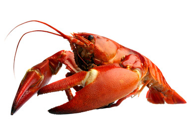 Crayfish