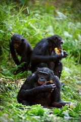 Fototapeta premium Chimpanzee Bonobo.