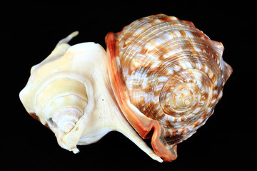sea shell