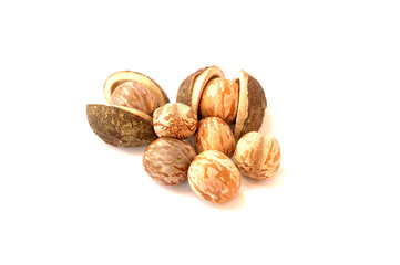 rubber seed