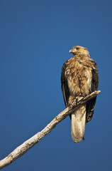 Whistling kite,  Kakadu National Park, Australia