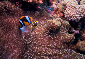 Fototapeta na wymiar anemon ryba, Great Barrier Reef, Australia