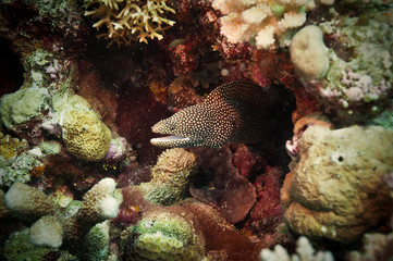 Naklejka na ściany i meble whitemouth Moray Eel, Great Barrier Reef, Australia