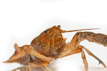 écrevisse