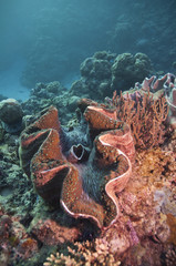 giant clam, australia