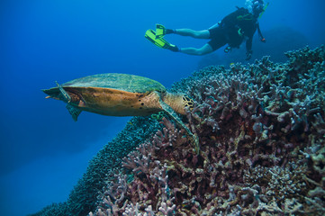 Naklejka premium Green Turtle, Great barrier reef, australia