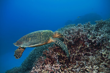 Naklejka na ściany i meble Green Turtle, Great Barrier Reef, Australia