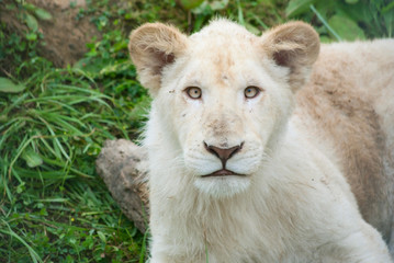 Portrait of a white lion cub