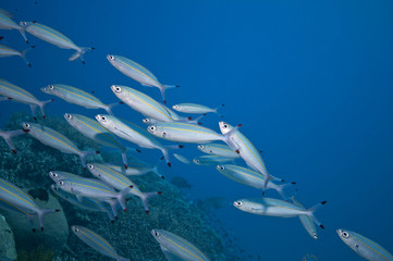 Naklejka premium school of fish