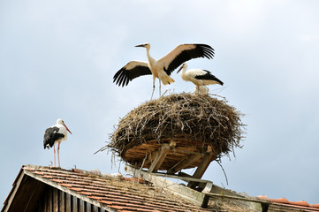 Storch im Abflug