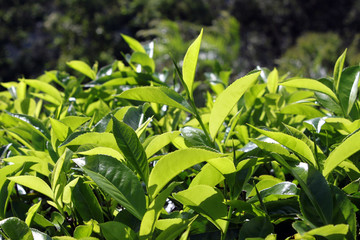 Gren tea leaves