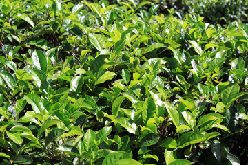 Tea bush