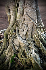 Tree roots.