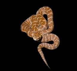 Obraz premium Venomous snake 12