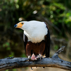 Eagle with extraction.