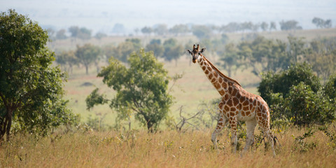 Giraffa camelopardalis
