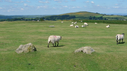 Obraz premium pecore 3