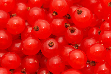Red currant