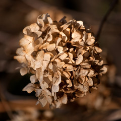 Dry flower