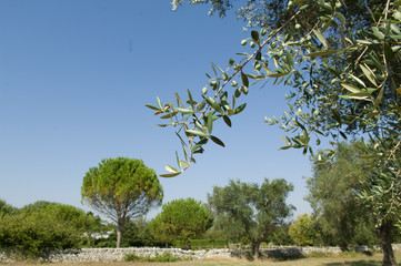 uliveto in Salento