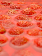 Red Delicious sugar rush