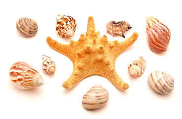 Marine bowl and star