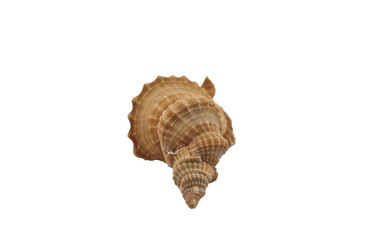 Shell