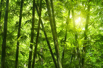 Panele Szklane Podświetlane  Las bambusowy.