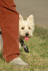 WEST HIGHLAND WHITE TERRIER