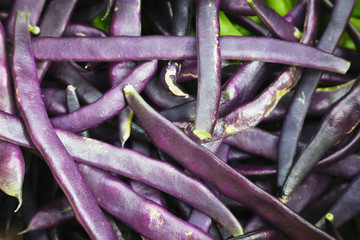 Blue beans of the sort Blauhilde, freshly harvested