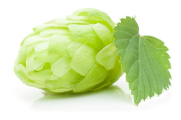 Close up view of single hop cone with leaf. Isolated on white.