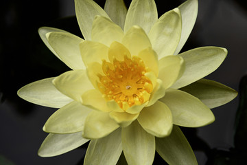 blooming lotus, yellow