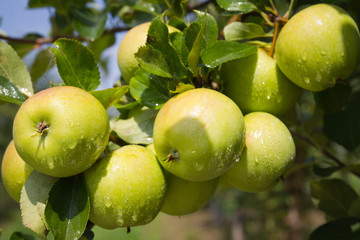 Green Apple. Close Up.