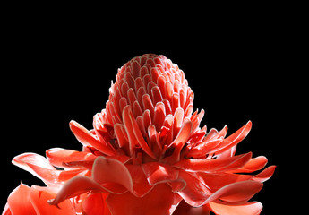 Torch Ginger or Etlingera Elatior on a black background