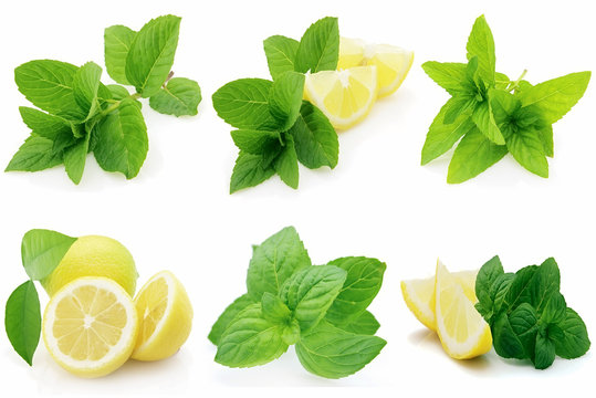 Fresh mint with lemon