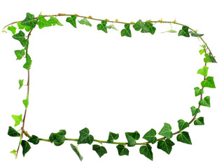 frame from  green ivy